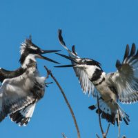 African Pied Kingfishers - Jim James